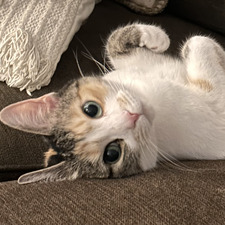 Jada