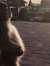 lxdc_