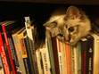 Blue_reads