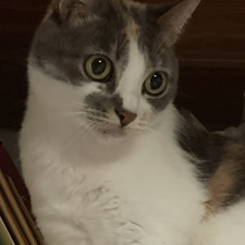 Yan