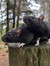 Rat King