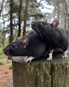 Rat King