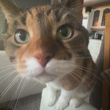Klaara