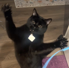 Ren