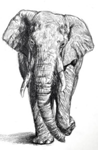 Ellie