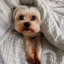 Finley