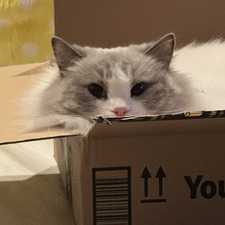 mek