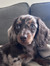 Lottie