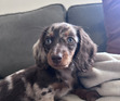 Lottie