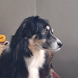 Cari