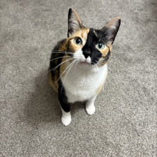 sam