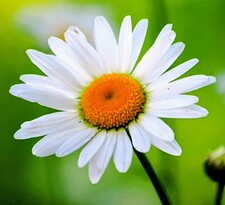 Marguerite DesPalmiers