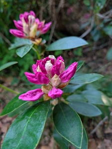 Ruby Small