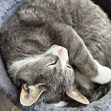 sam