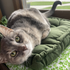 Maggie