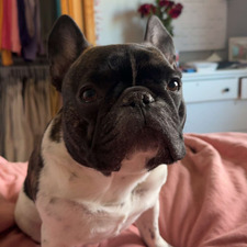 Abbie