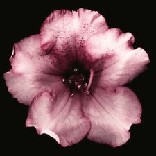 Erysia