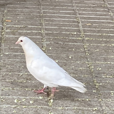 mirentxu