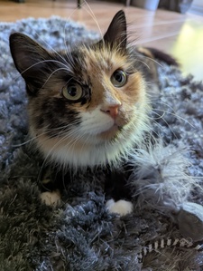Pompy