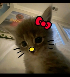Lucii