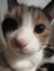 atia