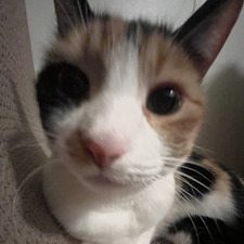 atia