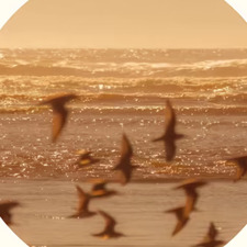 Mashael