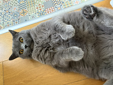 Maja