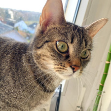 emy