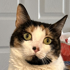 Abby