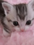 nixe