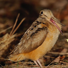 bird nerd