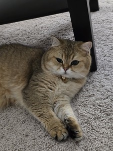 Meg C