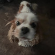 vivi ⪩⪨