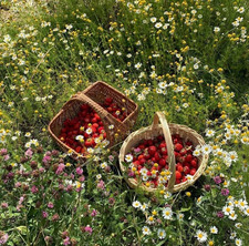 Lilooo