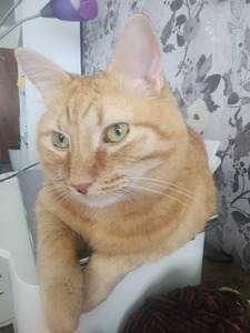 Sam