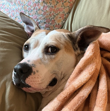 Lilly
