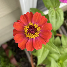 Tina