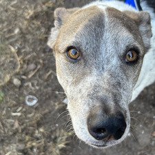 Summer Schmutz