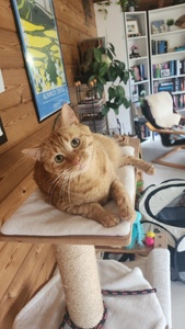 Amber