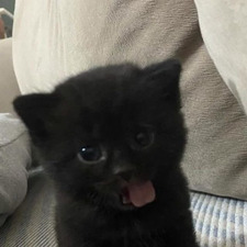 Niffler