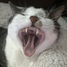 Bailor