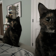 kat