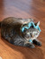 Emily Feng