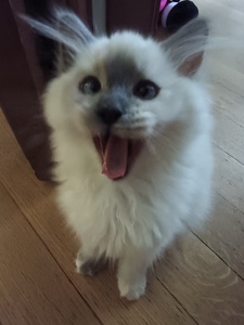 vee