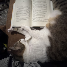 kat