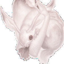 bunny •๑•