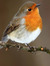 Robin L...