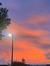 Celi T...