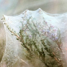 نُورَة